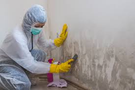 Best Emergency Mold Remediation  in St Pete Beach, FL